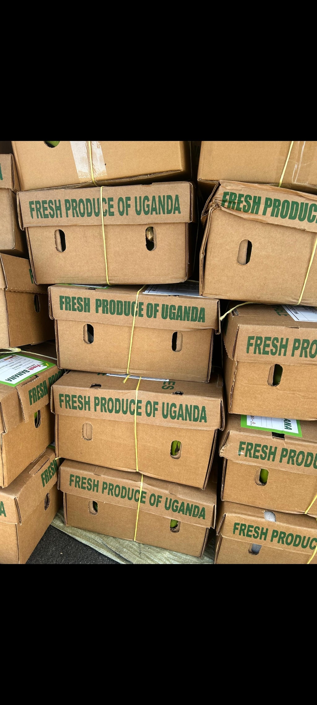 Ugandan green bananas [Matooke]