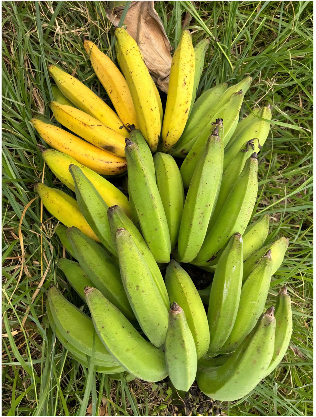 Uganda plantain [Gonja] 8kgs