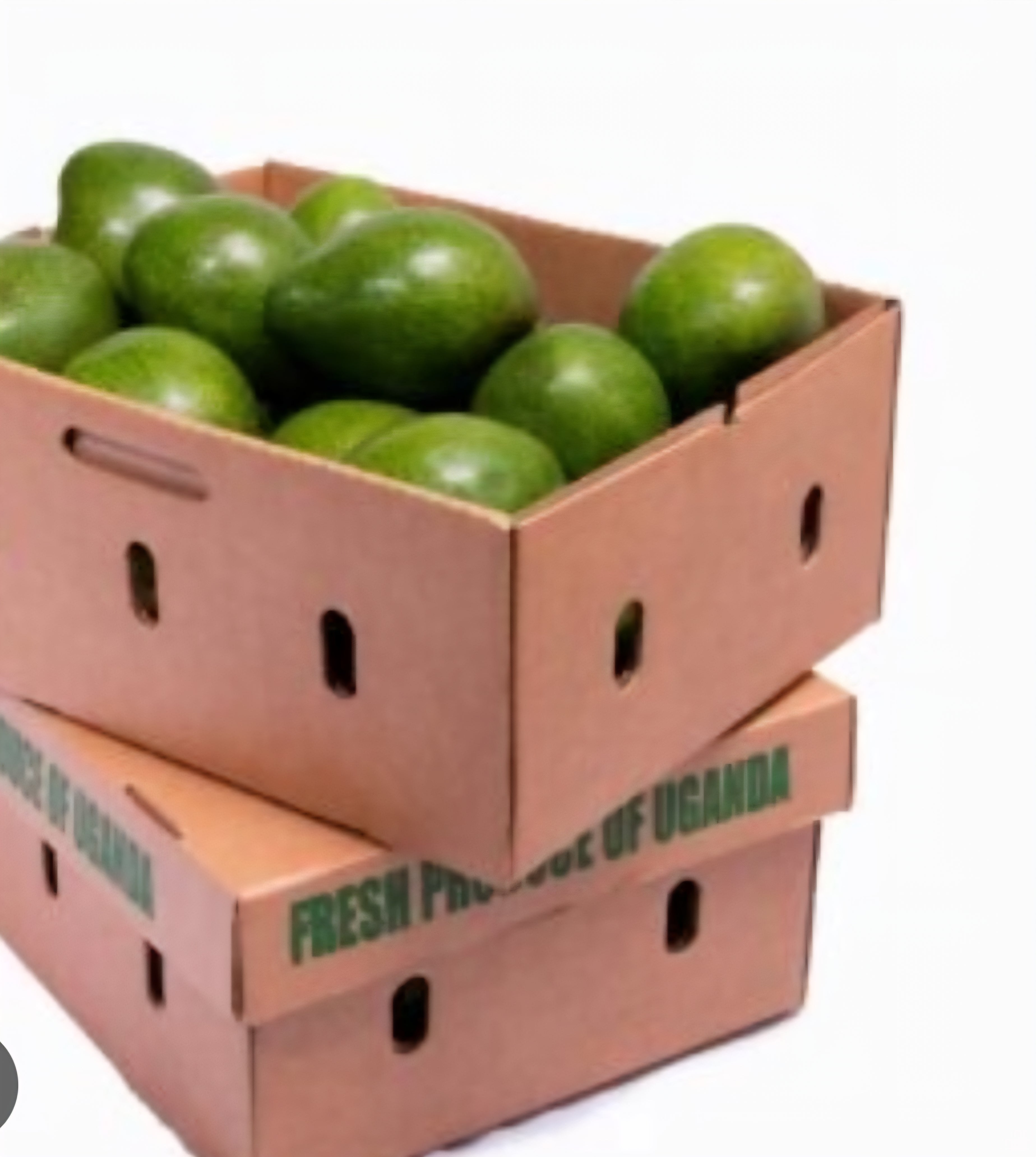 Ugandan Avocado