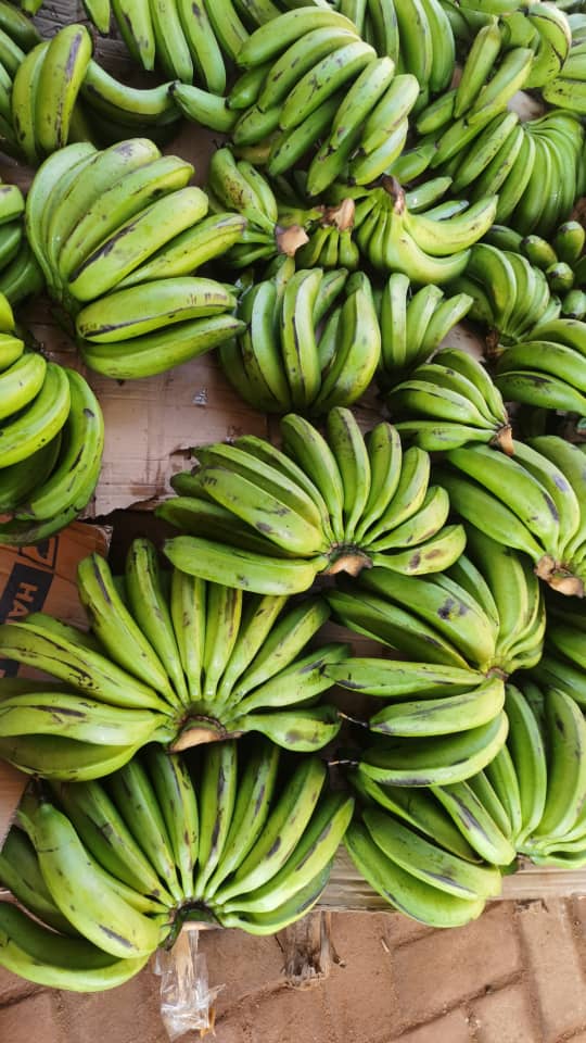 8kgs of Ugandan green bananas [Matooke]