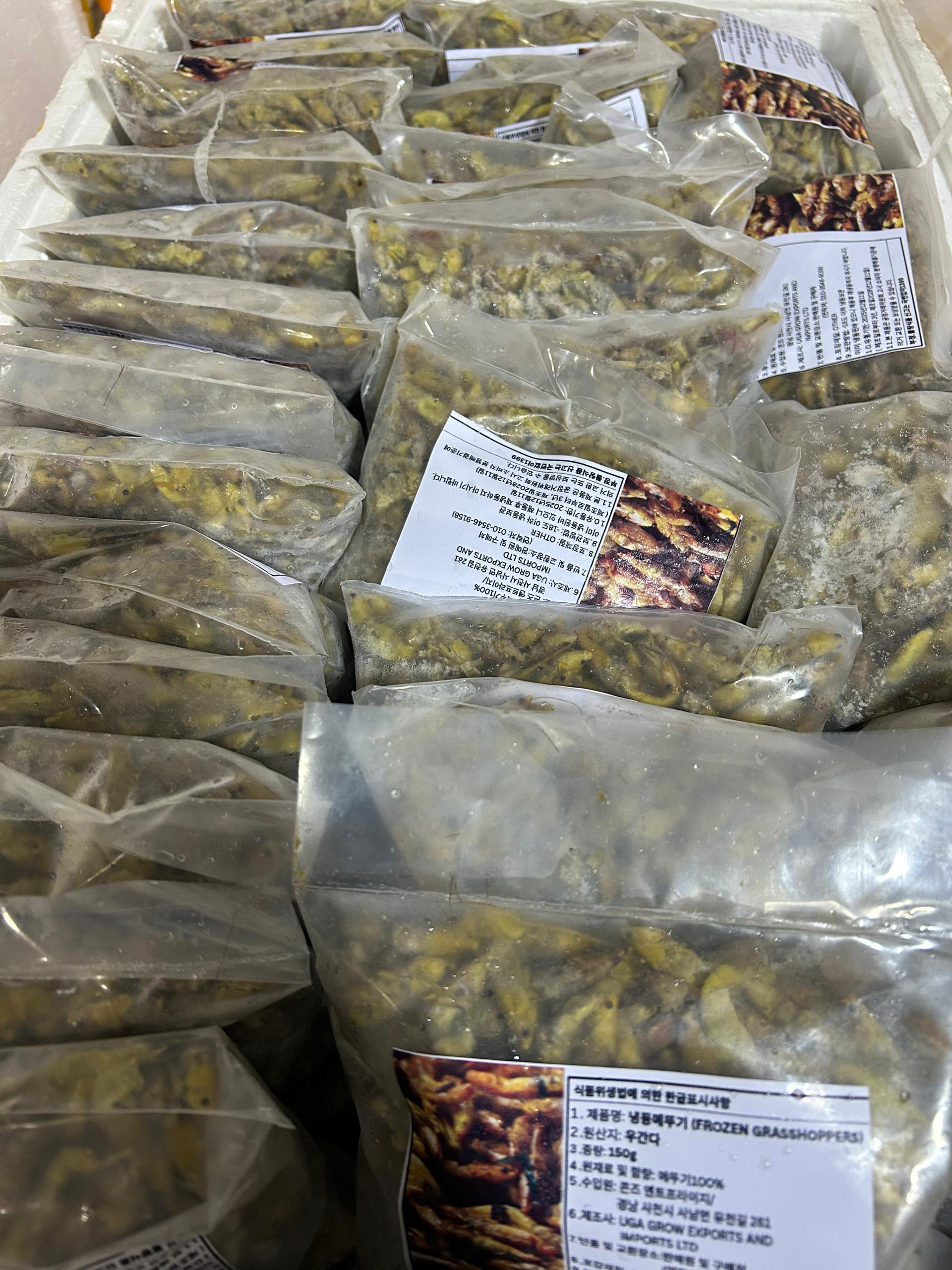 Ugandan grasshoppers[Nsenene]