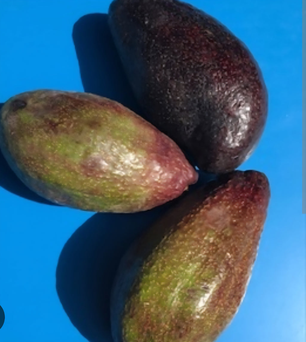 Ugandan Avocado